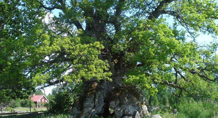 Das Naturreservat Kvill in Småland mit Schwedens ältester Eiche kann man ab 13. Juni barrierefrei entdecken.