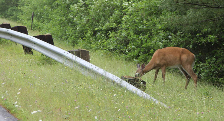 Im Frühjahr ist die Gefahr des Wildwechsels erhöht.